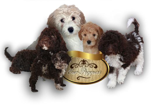 Puppies for sale